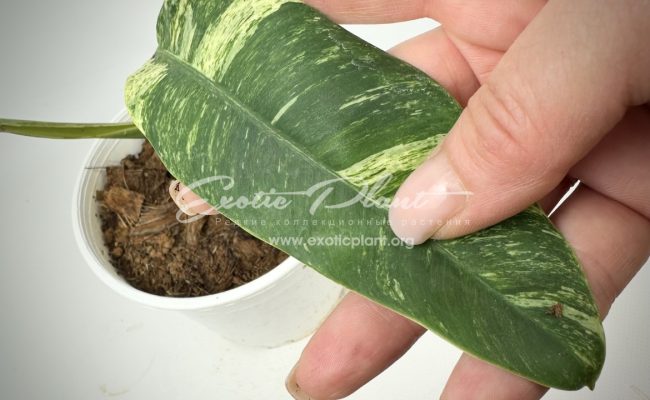 Epipremnum giganteum variegated