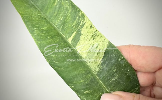 Epipremnum giganteum variegated