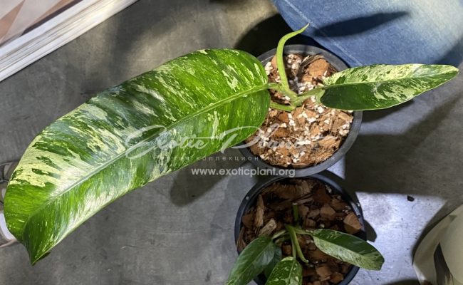 Epipremnum giganteum variegated