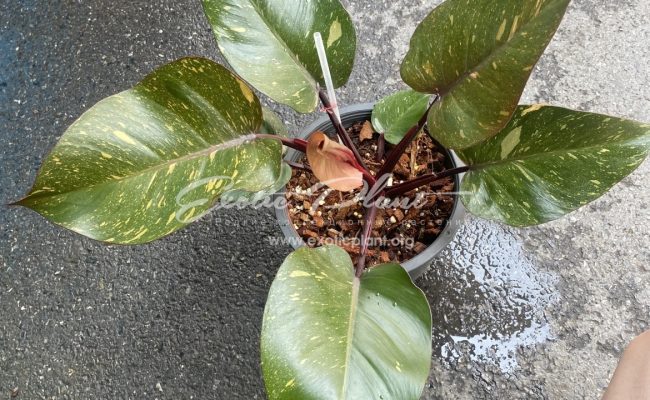 Philodendron Orange Princess