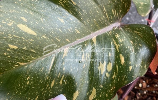 Philodendron Orange Princess 350