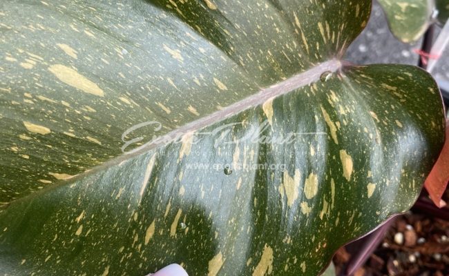 Philodendron Orange Princess