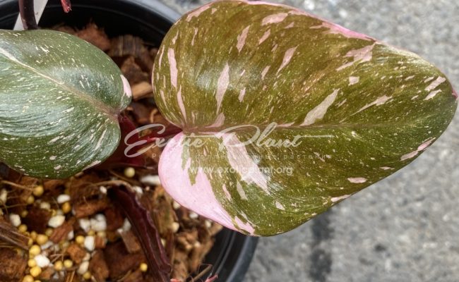 Philodendron Pink King