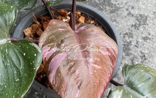Philodendron Pink Princess Marble King