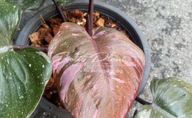 Philodendron Pink Princess Marble King