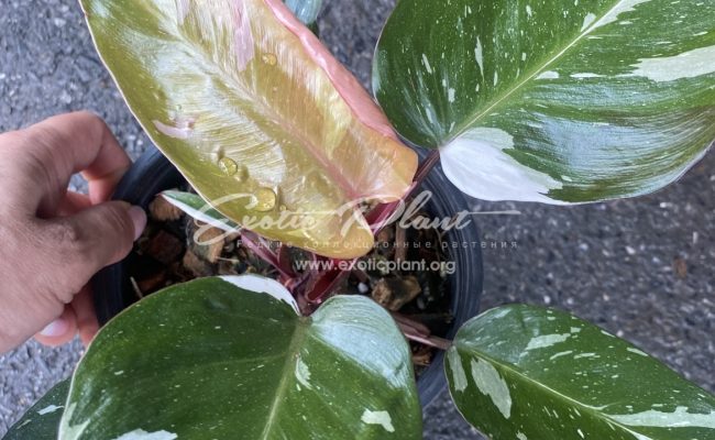 Philodendron Red Anderson