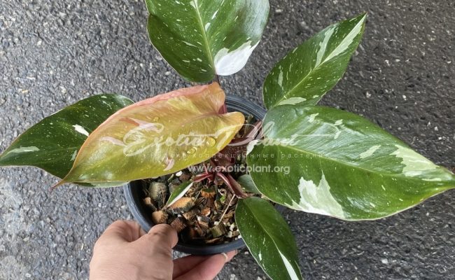 Philodendron Red Anderson