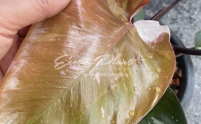 Philodendron Red Anderson big 110