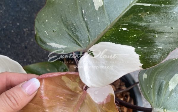 Philodendron Red Anderson 80-120