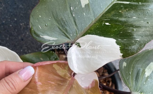 Philodendron Red Anderson big 110