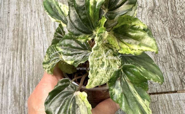 Peperomia sp 1 variegated 14