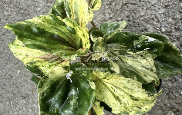 Peperomia sp 1 variegated 14