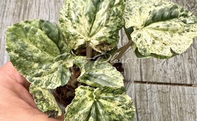 Peperomia sp 2 variegated 14