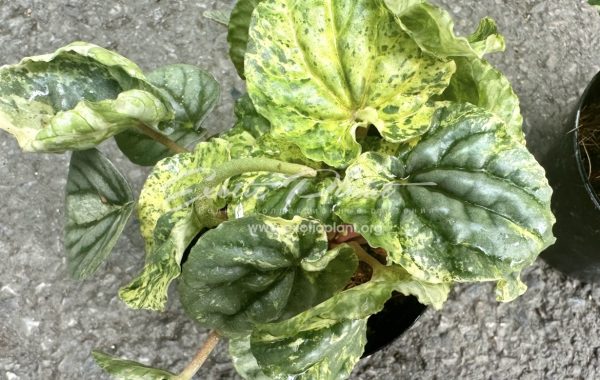 Peperomia sp 2 variegated 14