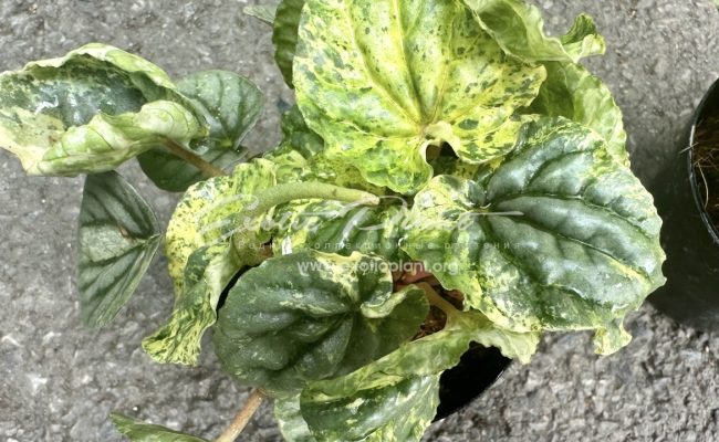 Peperomia sp 2 variegated 14