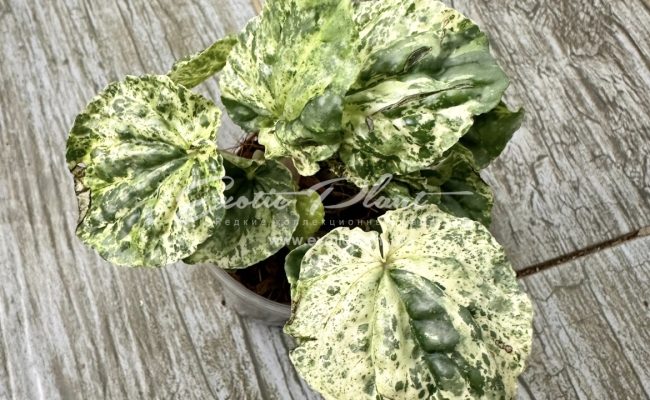 Peperomia sp 2 variegated 14