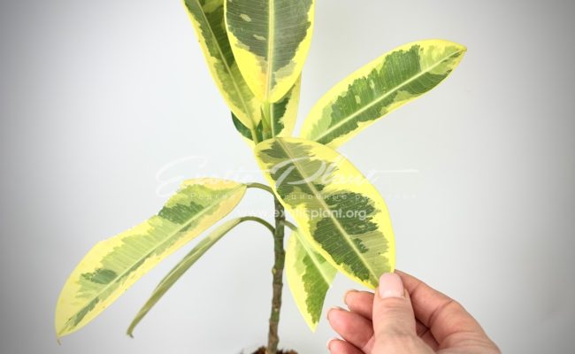 ficus elastica narrow leaf variegated