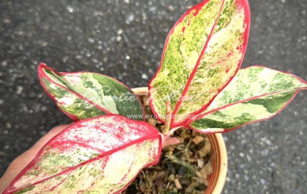 Aglaonema Siam Aurora variegated / аглаонема Сиам Аврора вариегатная 150
