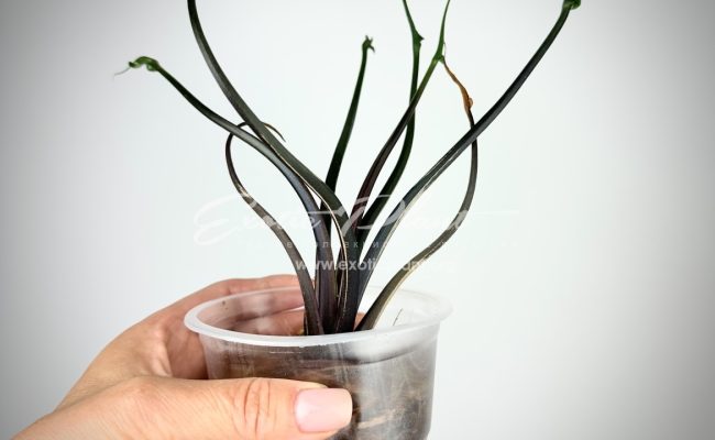 Alocasia Flying Squid