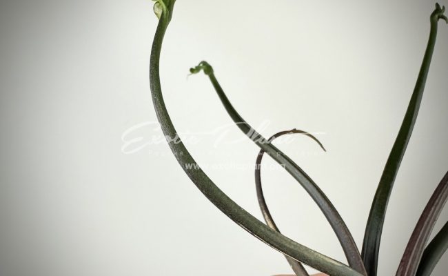 Alocasia Flying Squid