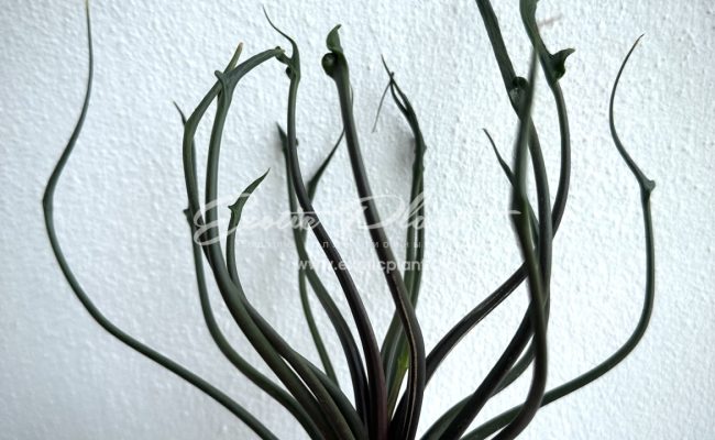 Alocasia Flying Squid