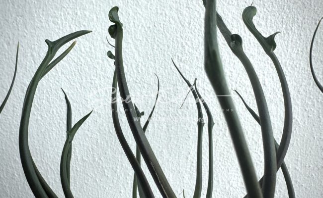 Alocasia Flying Squid
