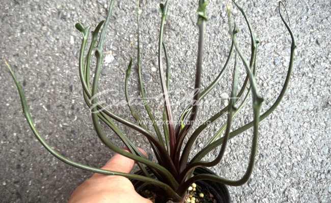 Alocasia Flying Squid