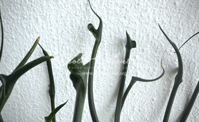 Alocasia Flying Squid