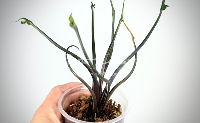 Alocasia Flying Squid
