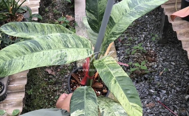 Epipremnum giganteum marble 90