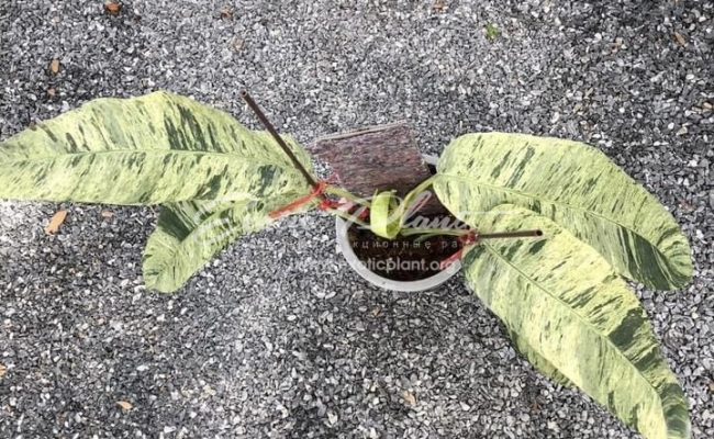 Epipremnum giganteum variegated 100