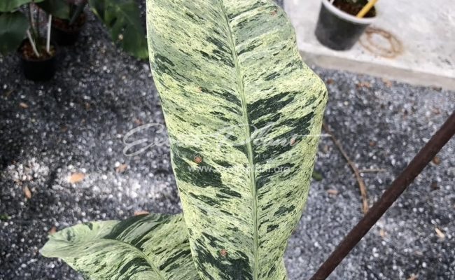 Epipremnum giganteum variegated 100