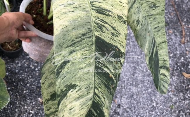 Epipremnum giganteum variegated 100