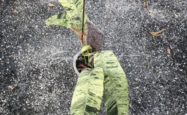 Epipremnum giganteum variegated 100