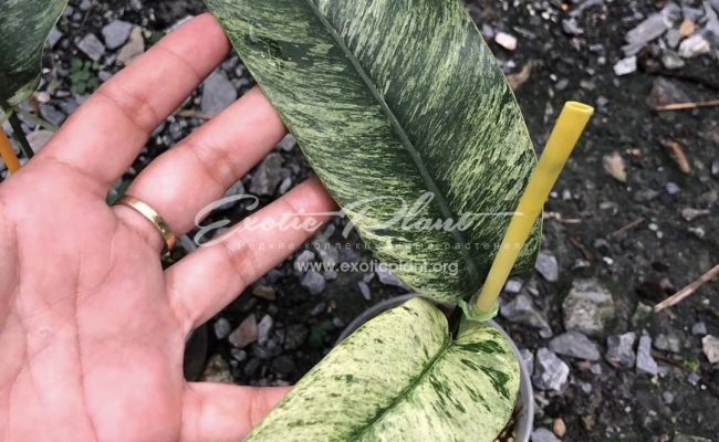 Epipremnum giganteum variegated 60
