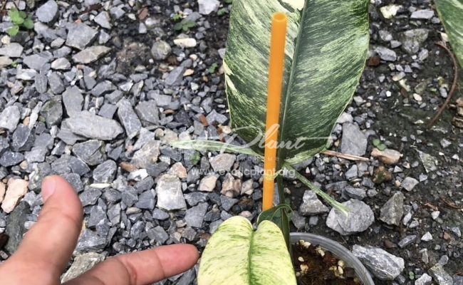 Epipremnum giganteum variegated 60