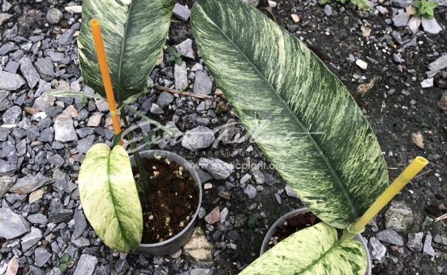 Epipremnum giganteum variegated 60