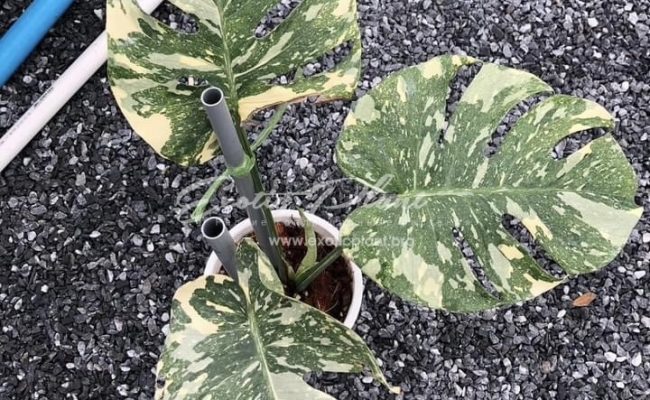 Monstera Creame brulee 250