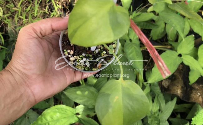 Monstera Green ghost 200