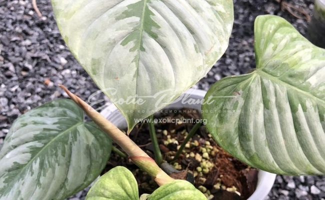 Philodendron sodiroi 80