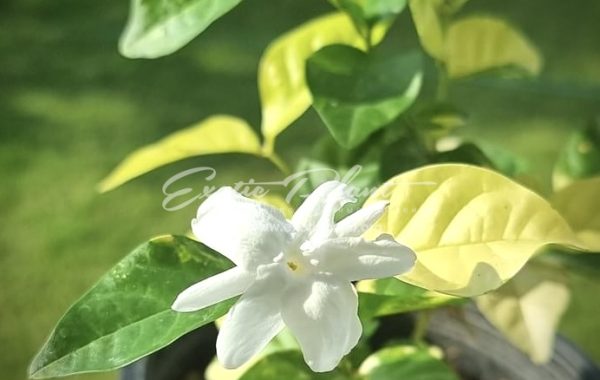 Jasminum sambac variegated 100