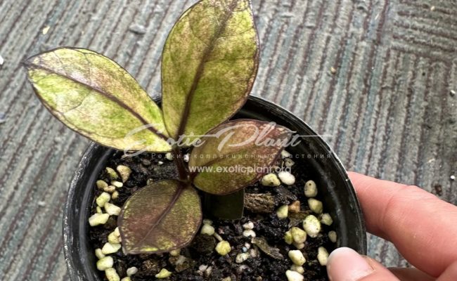 zamioculcas black leave variegated 250