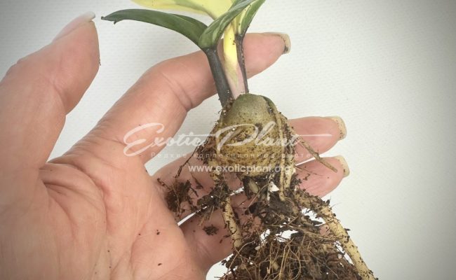 zamioculcas dwarf variegated 600