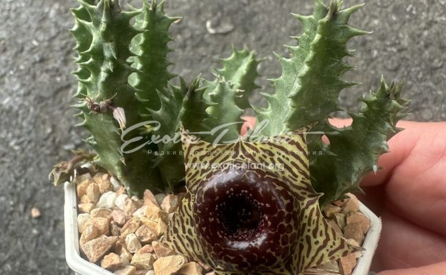 huernia WN hybr SMH37 10