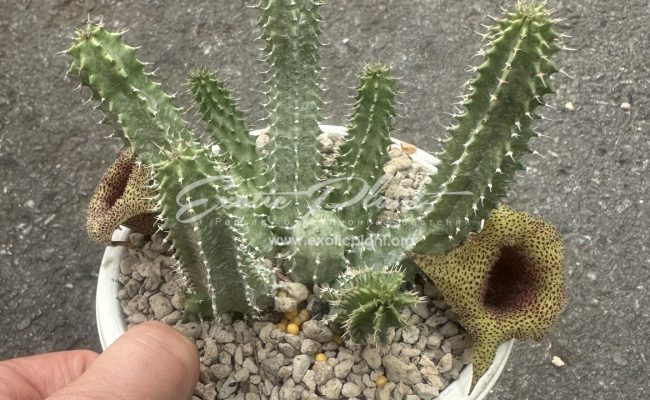 tavaresia hybr 35