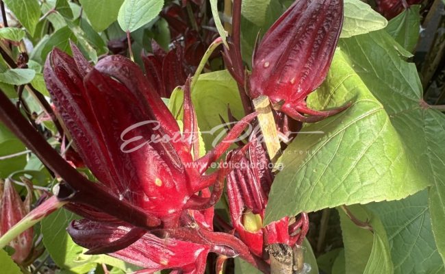 Hibiscus sabdariffa Jamaica Sorrel Hibiscus Roselle red