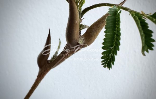 vachellia cornigera / Bullhorn Acacia 100