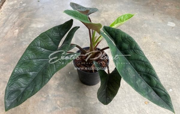 Alocasia sp.(T05) (aff. scalprum) 40