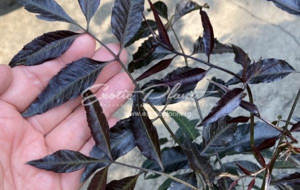 Azadirachtia indica var. siamensis (black leaf) 35