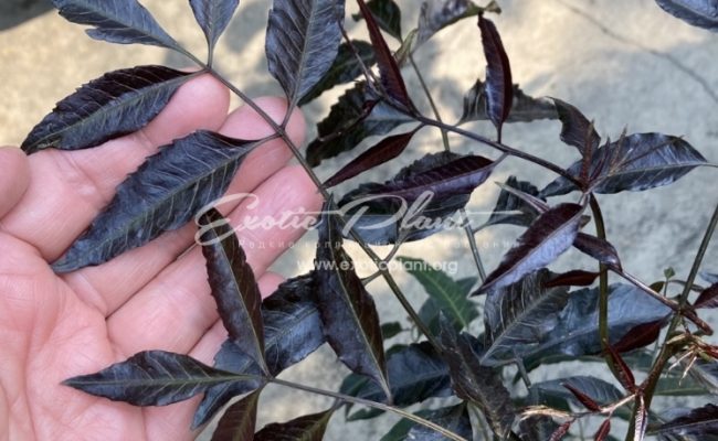 Azadirachtia indica var. siamensis (black leaf) 35